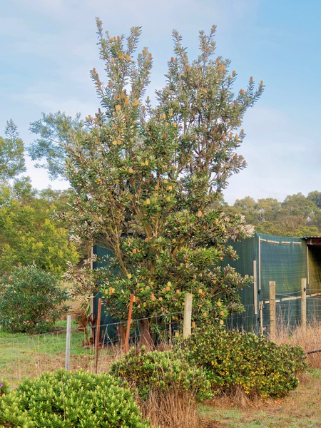https://lemis.nyc3.digitaloceanspaces.com/grog/Photos/20250621/small/Banksia.jpeg