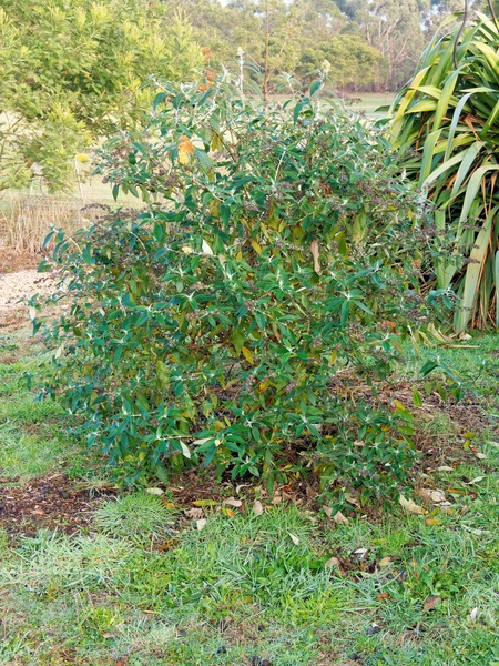 https://lemis.nyc3.digitaloceanspaces.com/grog/Photos/20250621/small/Buddleja-1.jpeg