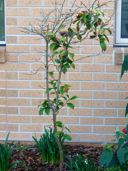 https://lemis.nyc3.digitaloceanspaces.com/grog/Photos/20250621/small/Camellia.jpeg