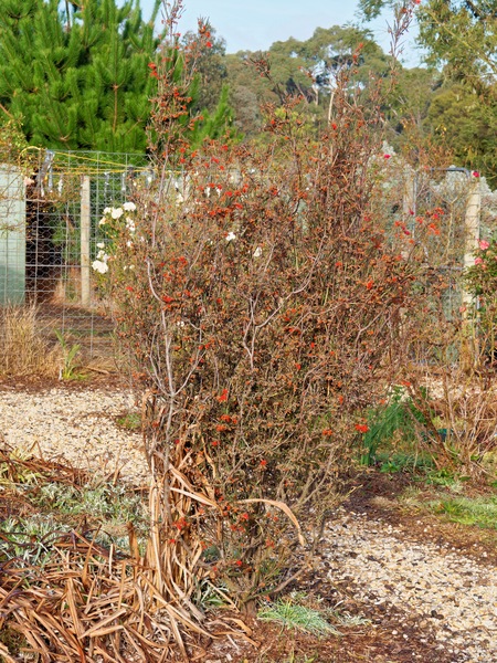 https://lemis.nyc3.digitaloceanspaces.com/grog/Photos/20250621/small/Grevillea-2.jpeg
