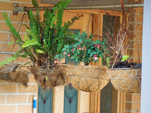 https://lemis.nyc3.digitaloceanspaces.com/grog/Photos/20250621/small/Hanging-baskets.jpeg