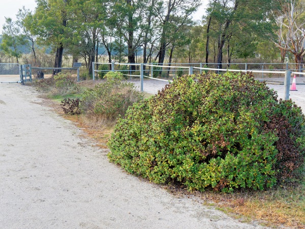 https://lemis.nyc3.digitaloceanspaces.com/grog/Photos/20250621/small/Hebe-1.jpeg