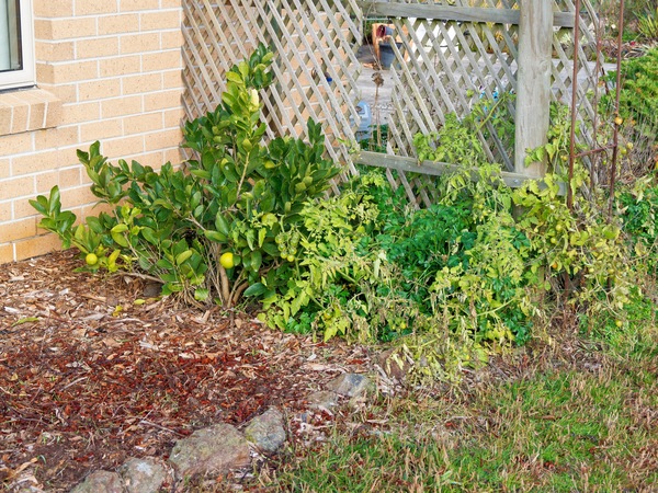 https://lemis.nyc3.digitaloceanspaces.com/grog/Photos/20250621/small/Limes-and-tomatoes.jpeg