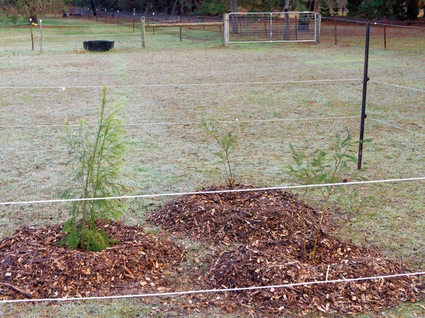 https://lemis.nyc3.digitaloceanspaces.com/grog/Photos/20250621/small/Paddock-trees-1.jpeg