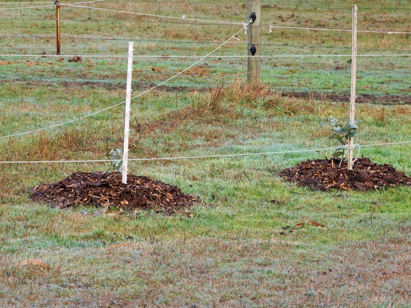 https://lemis.nyc3.digitaloceanspaces.com/grog/Photos/20250621/small/Paddock-trees-2.jpeg