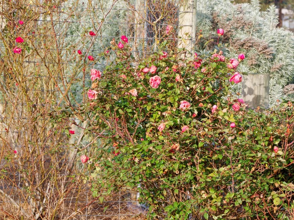 https://lemis.nyc3.digitaloceanspaces.com/grog/Photos/20250621/small/Roses-2.jpeg
