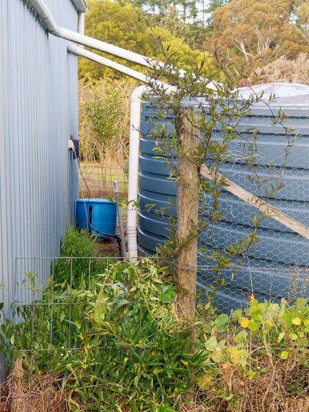 https://lemis.nyc3.digitaloceanspaces.com/grog/Photos/20250621/small/Solanum-laxum-1.jpeg