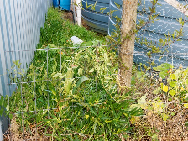 https://lemis.nyc3.digitaloceanspaces.com/grog/Photos/20250621/small/Solanum-laxum-2.jpeg