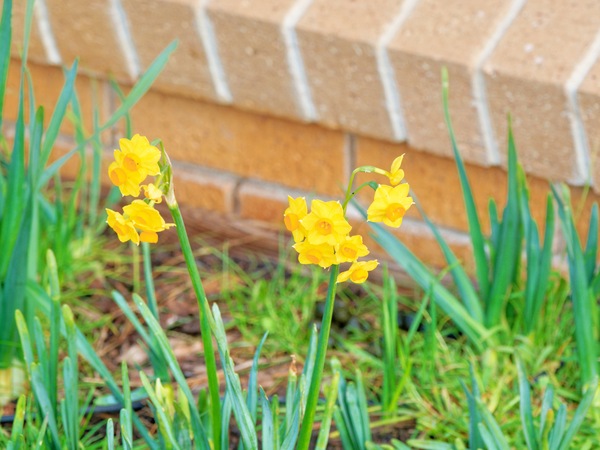 https://lemis.nyc3.digitaloceanspaces.com/grog/Photos/20250621/small/Spring-bulbs-1.jpeg