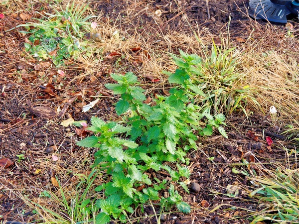 https://lemis.nyc3.digitaloceanspaces.com/grog/Photos/20250621/small/Stinging-nettles.jpeg
