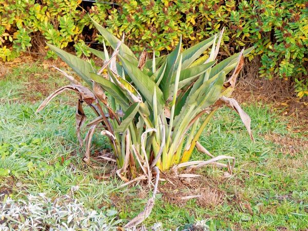https://lemis.nyc3.digitaloceanspaces.com/grog/Photos/20250621/small/Strelitzia-reginae-1.jpeg