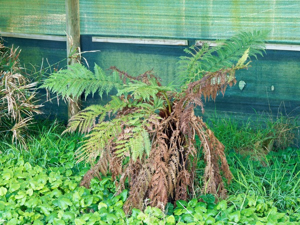 https://lemis.nyc3.digitaloceanspaces.com/grog/Photos/20250621/small/Tree-fern.jpeg