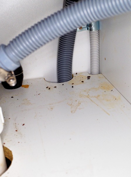https://lemis.nyc3.digitaloceanspaces.com/grog/Photos/20250701/small/Dishwasher-connections-7.jpeg