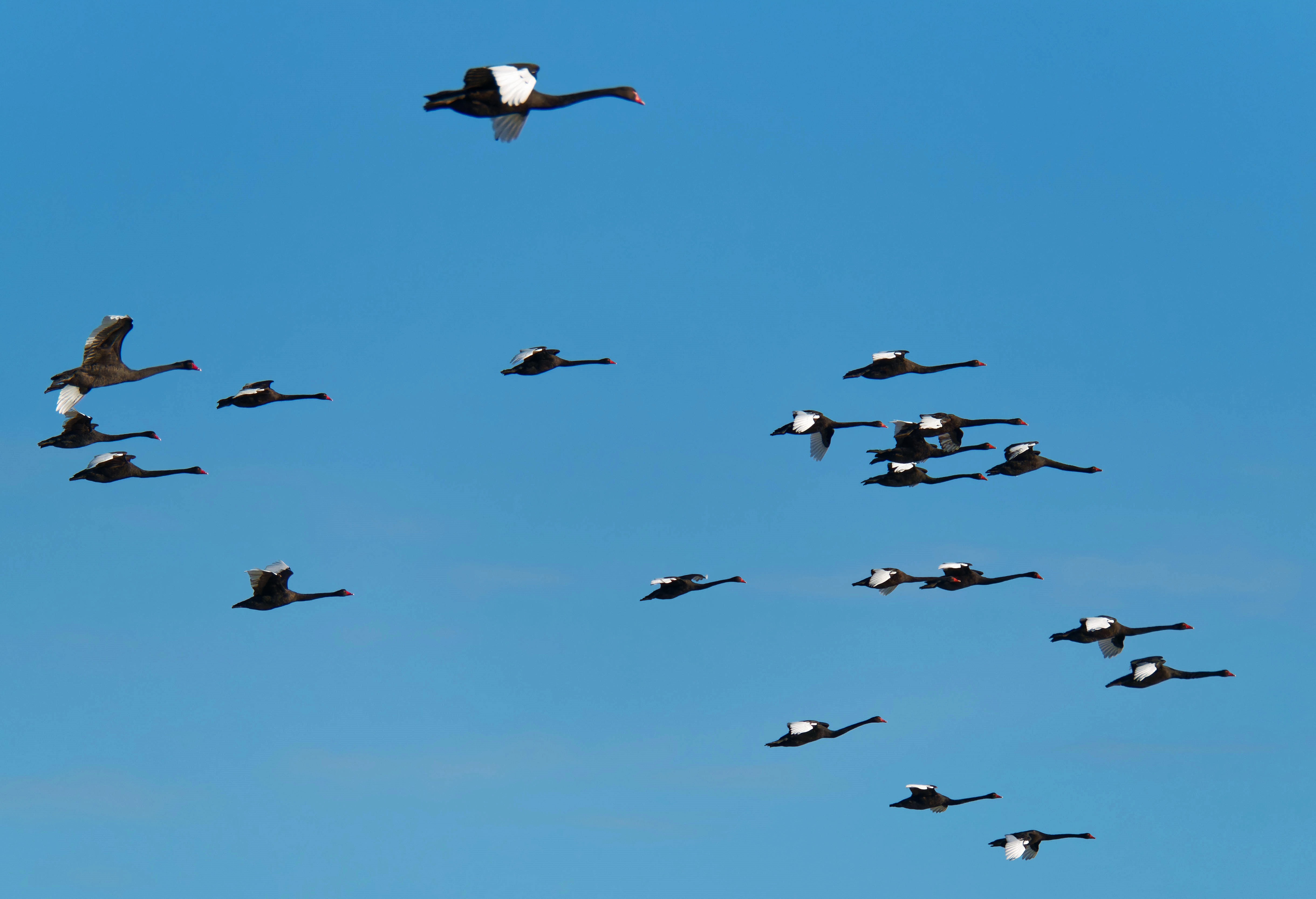 https://lemis.nyc3.digitaloceanspaces.com/grog/Photos/20250703/big/Birding-meeting-375.jpeg