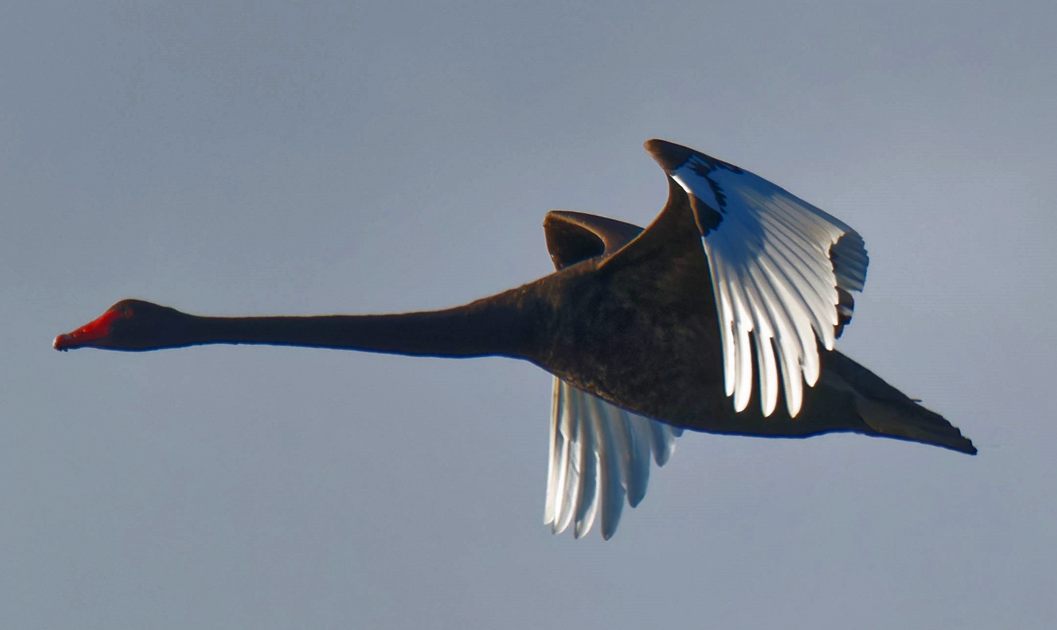 https://lemis.nyc3.digitaloceanspaces.com/grog/Photos/20250703/big/Birding-meeting-376.jpeg