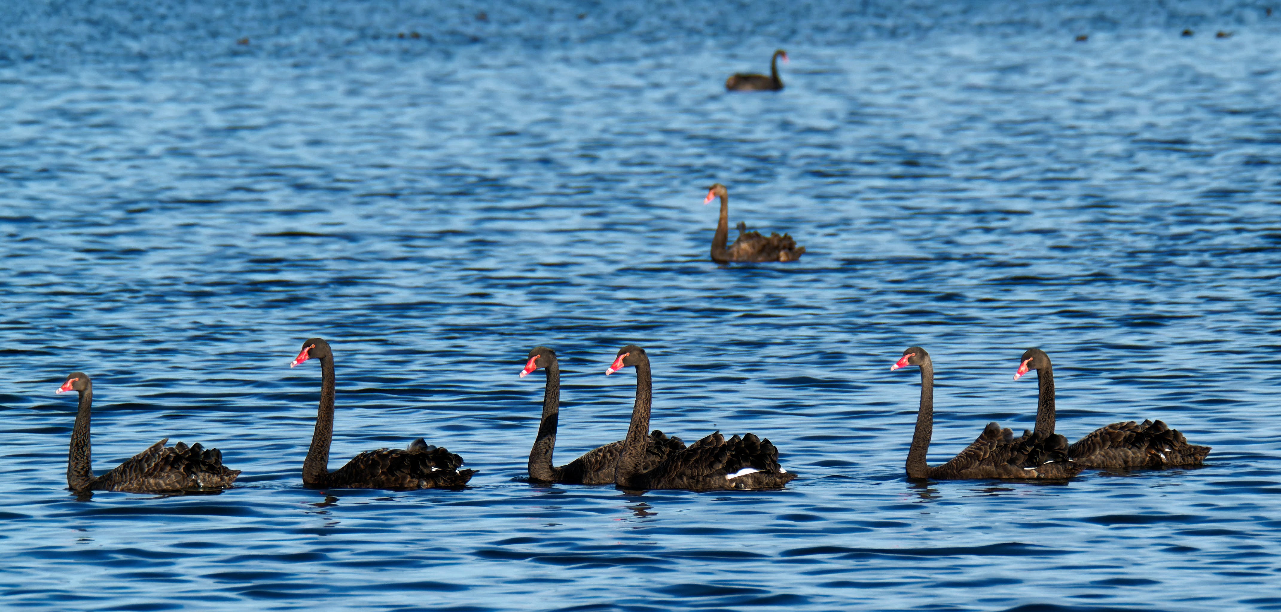 https://lemis.nyc3.digitaloceanspaces.com/grog/Photos/20250703/big/Birding-meeting-378.jpeg