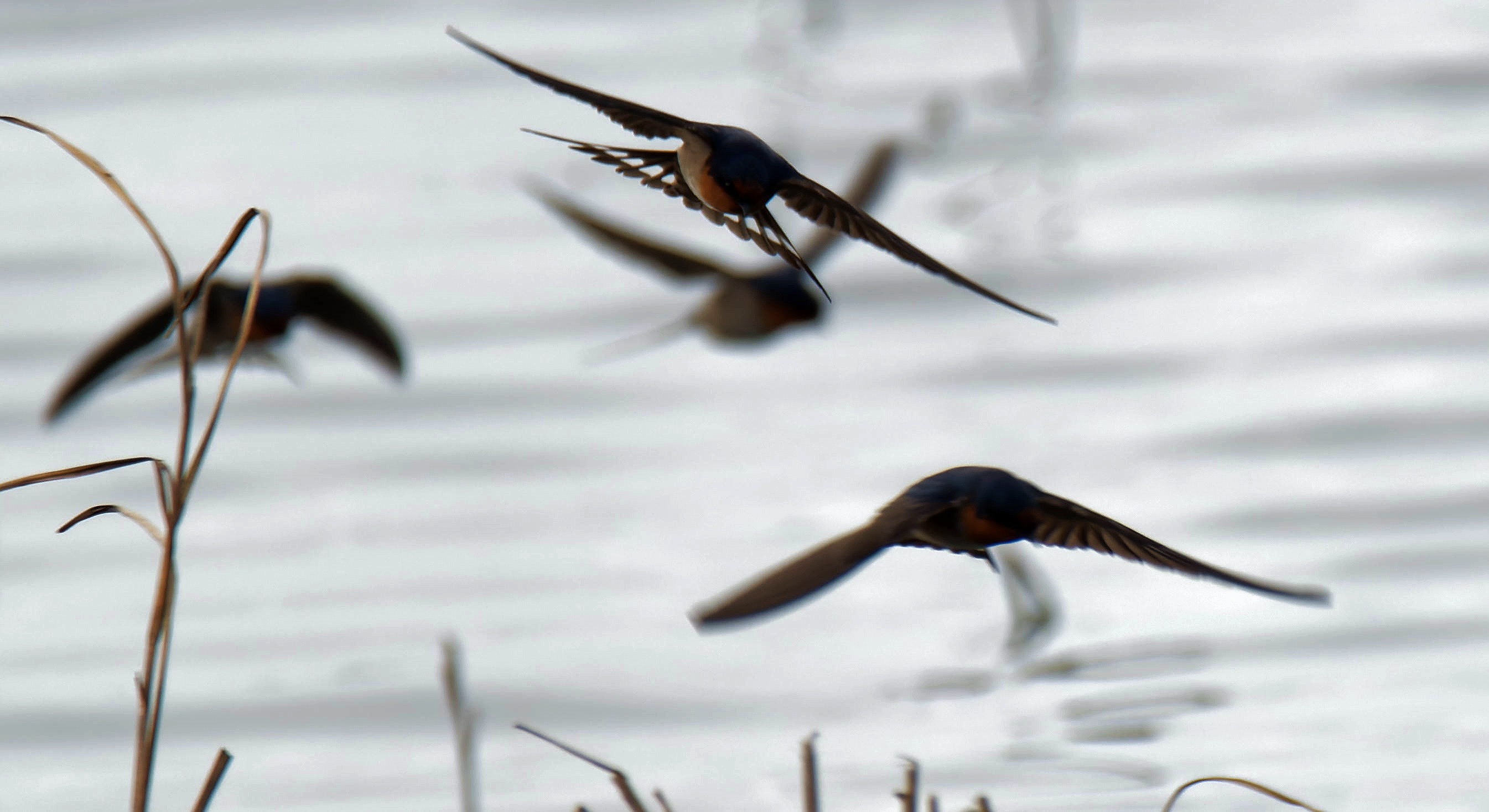 https://lemis.nyc3.digitaloceanspaces.com/grog/Photos/20250703/big/Birding-meeting-379.jpeg