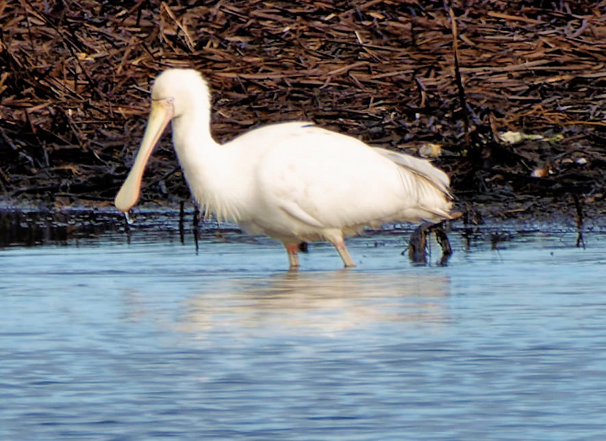 https://lemis.nyc3.digitaloceanspaces.com/grog/Photos/20250703/big/Birding-meeting-381-old.jpeg