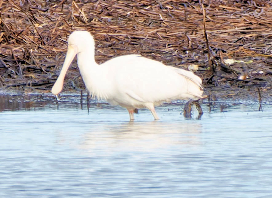 https://lemis.nyc3.digitaloceanspaces.com/grog/Photos/20250703/big/Birding-meeting-381.jpeg