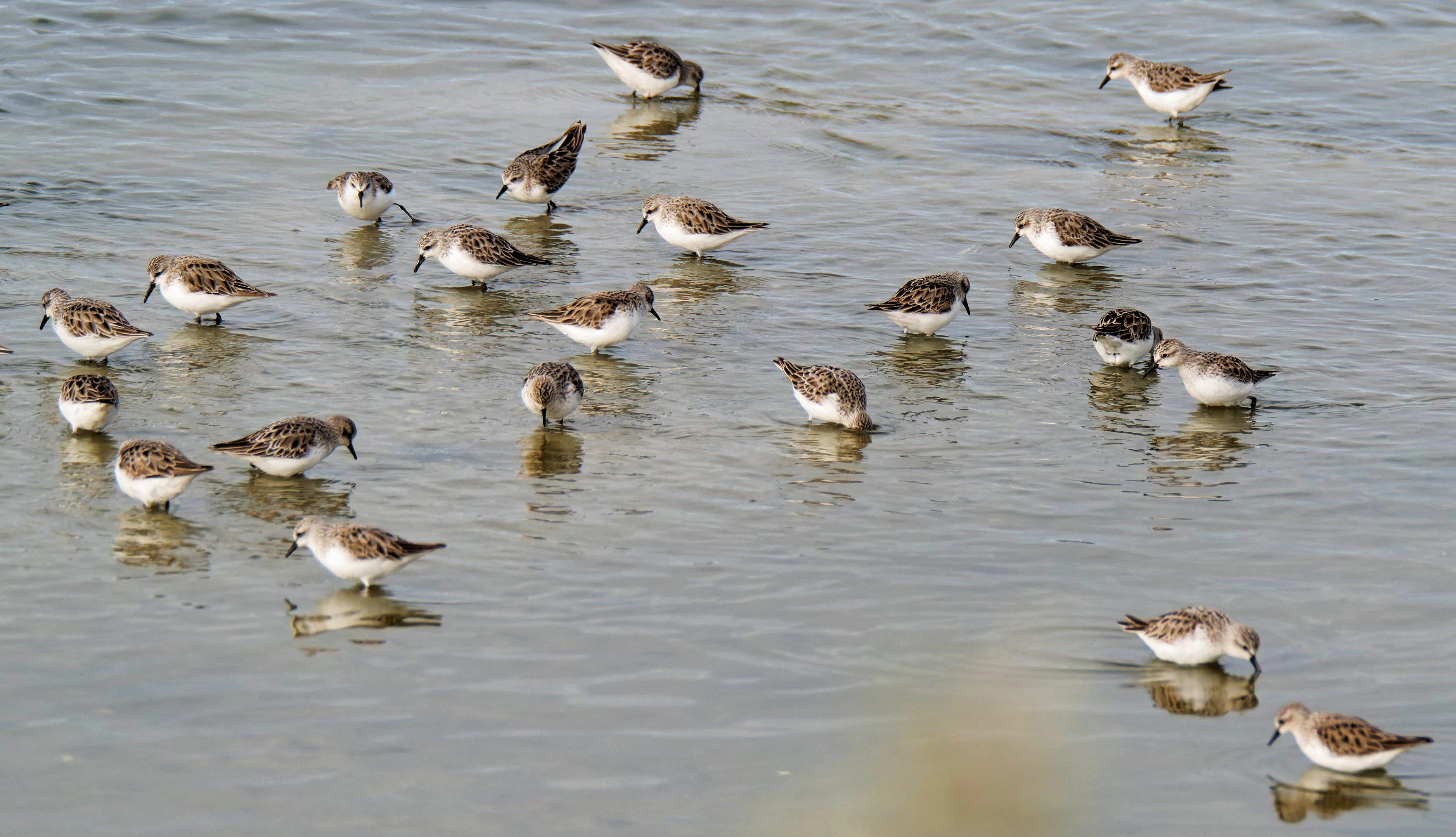 https://lemis.nyc3.digitaloceanspaces.com/grog/Photos/20250703/big/Birding-meeting-384.jpeg
