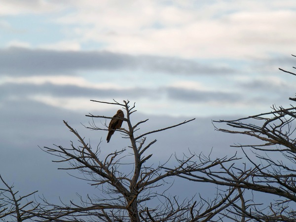 https://lemis.nyc3.digitaloceanspaces.com/grog/Photos/20250703/small/Birding-meeting-10.jpeg