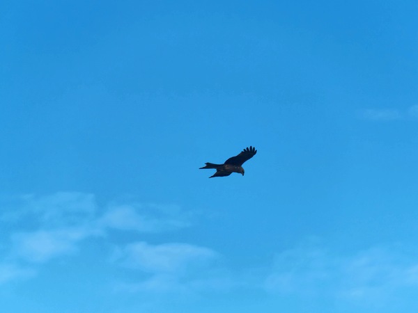 https://lemis.nyc3.digitaloceanspaces.com/grog/Photos/20250703/small/Birding-meeting-100.jpeg