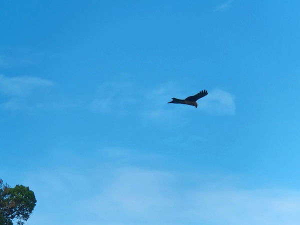 https://lemis.nyc3.digitaloceanspaces.com/grog/Photos/20250703/small/Birding-meeting-101.jpeg