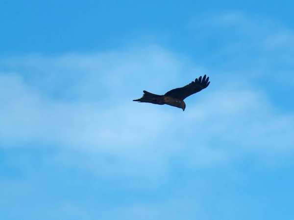 https://lemis.nyc3.digitaloceanspaces.com/grog/Photos/20250703/small/Birding-meeting-102.jpeg