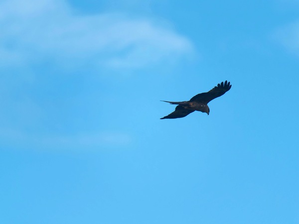 https://lemis.nyc3.digitaloceanspaces.com/grog/Photos/20250703/small/Birding-meeting-103.jpeg