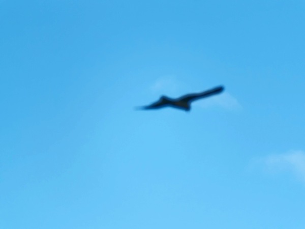 https://lemis.nyc3.digitaloceanspaces.com/grog/Photos/20250703/small/Birding-meeting-105.jpeg
