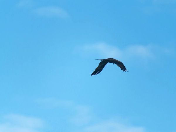 https://lemis.nyc3.digitaloceanspaces.com/grog/Photos/20250703/small/Birding-meeting-106.jpeg