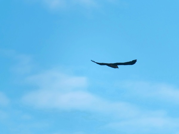 https://lemis.nyc3.digitaloceanspaces.com/grog/Photos/20250703/small/Birding-meeting-107.jpeg