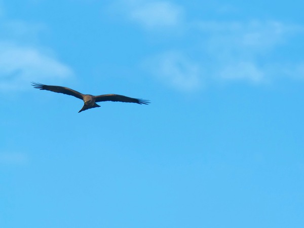 https://lemis.nyc3.digitaloceanspaces.com/grog/Photos/20250703/small/Birding-meeting-108.jpeg