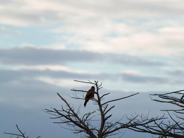 https://lemis.nyc3.digitaloceanspaces.com/grog/Photos/20250703/small/Birding-meeting-11.jpeg