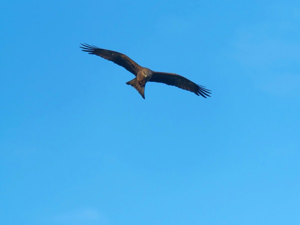 https://lemis.nyc3.digitaloceanspaces.com/grog/Photos/20250703/small/Birding-meeting-110.jpeg