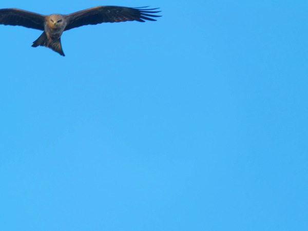 https://lemis.nyc3.digitaloceanspaces.com/grog/Photos/20250703/small/Birding-meeting-111.jpeg