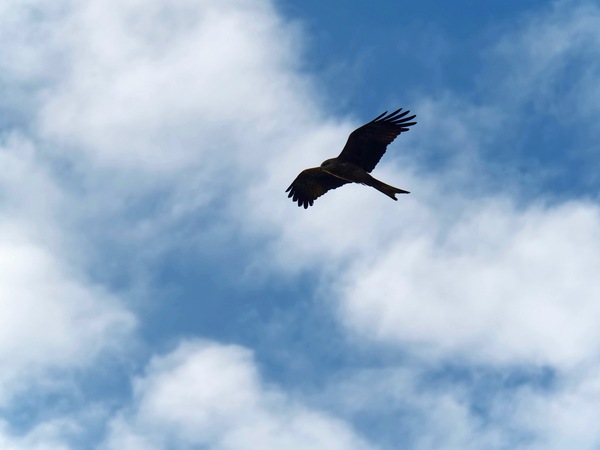 https://lemis.nyc3.digitaloceanspaces.com/grog/Photos/20250703/small/Birding-meeting-112.jpeg
