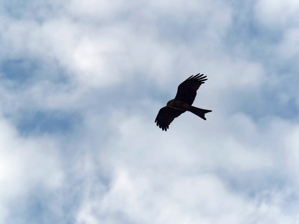 https://lemis.nyc3.digitaloceanspaces.com/grog/Photos/20250703/small/Birding-meeting-113.jpeg