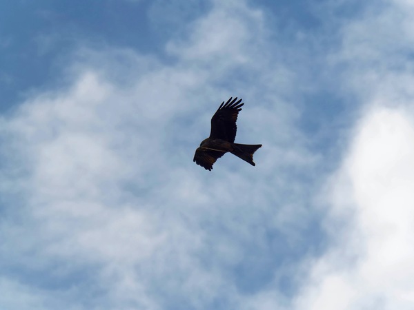 https://lemis.nyc3.digitaloceanspaces.com/grog/Photos/20250703/small/Birding-meeting-114.jpeg
