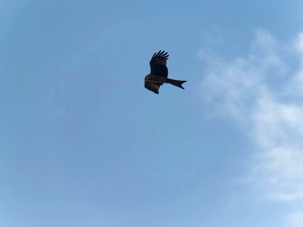 https://lemis.nyc3.digitaloceanspaces.com/grog/Photos/20250703/small/Birding-meeting-115.jpeg
