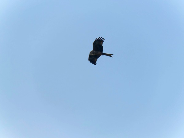 https://lemis.nyc3.digitaloceanspaces.com/grog/Photos/20250703/small/Birding-meeting-116.jpeg