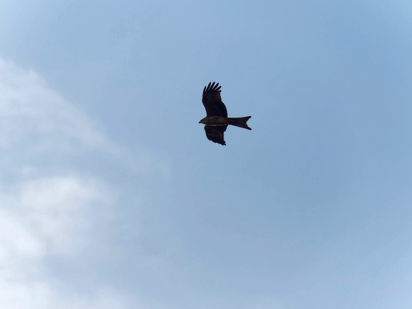https://lemis.nyc3.digitaloceanspaces.com/grog/Photos/20250703/small/Birding-meeting-117.jpeg