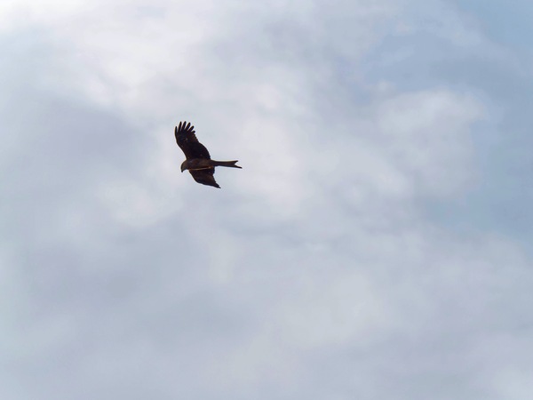 https://lemis.nyc3.digitaloceanspaces.com/grog/Photos/20250703/small/Birding-meeting-118.jpeg