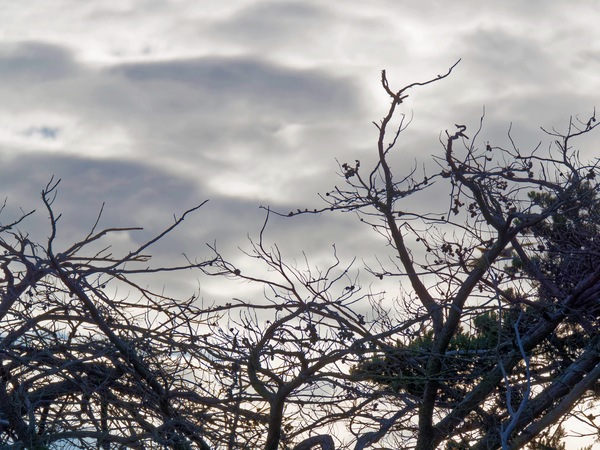 https://lemis.nyc3.digitaloceanspaces.com/grog/Photos/20250703/small/Birding-meeting-119.jpeg
