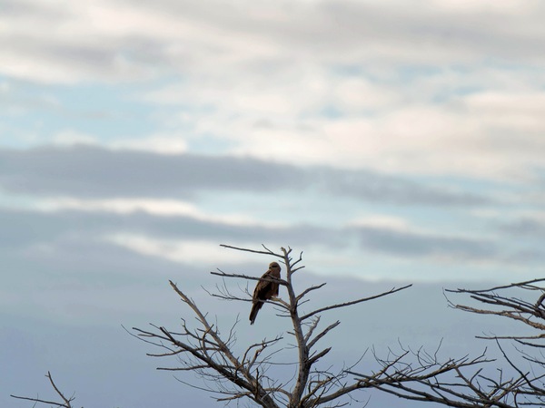 https://lemis.nyc3.digitaloceanspaces.com/grog/Photos/20250703/small/Birding-meeting-12.jpeg