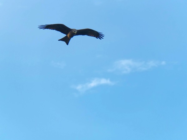 https://lemis.nyc3.digitaloceanspaces.com/grog/Photos/20250703/small/Birding-meeting-120.jpeg
