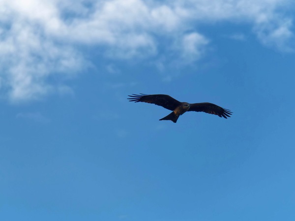 https://lemis.nyc3.digitaloceanspaces.com/grog/Photos/20250703/small/Birding-meeting-121.jpeg