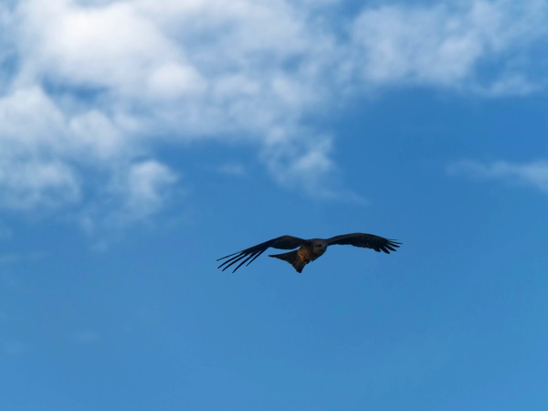 https://lemis.nyc3.digitaloceanspaces.com/grog/Photos/20250703/small/Birding-meeting-122.jpeg
