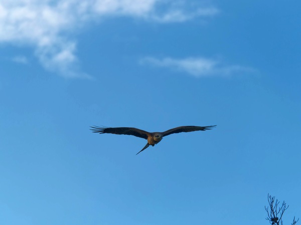 https://lemis.nyc3.digitaloceanspaces.com/grog/Photos/20250703/small/Birding-meeting-123.jpeg