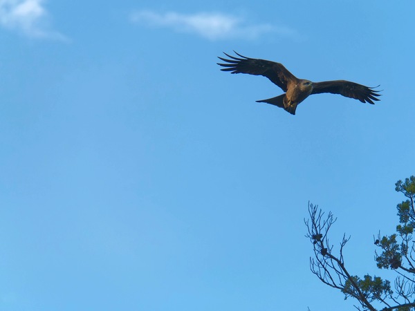https://lemis.nyc3.digitaloceanspaces.com/grog/Photos/20250703/small/Birding-meeting-124.jpeg